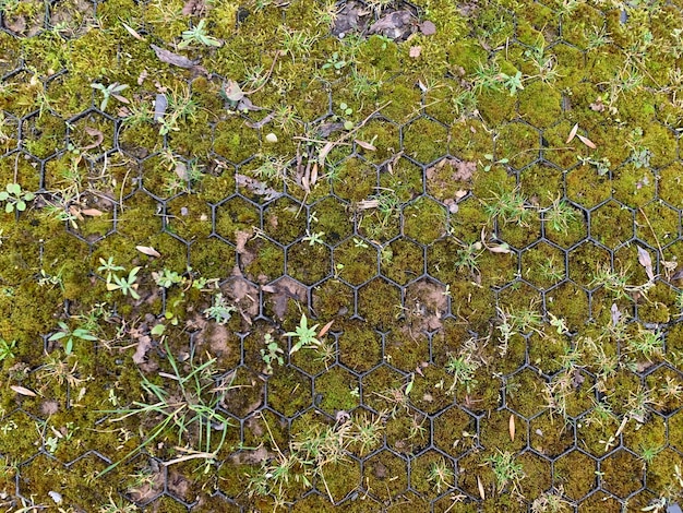 Full frame shot of plants growing on field