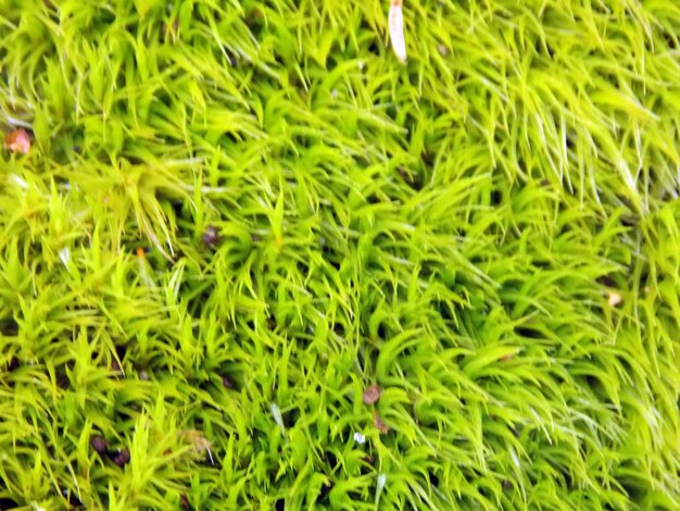 Full frame shot of plants growing on field