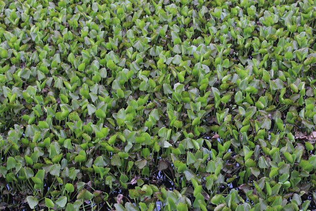 Full frame shot of plants growing on field