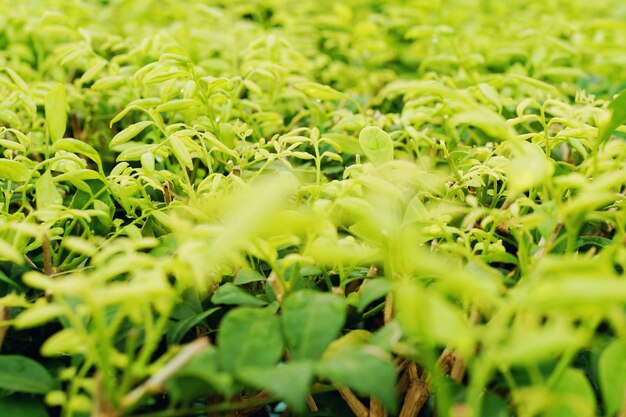 Photo full frame shot of plants growing on field