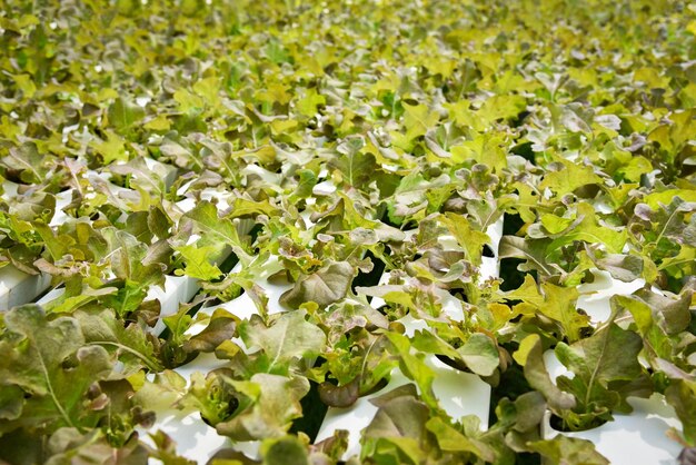 Full frame shot of plants growing on field