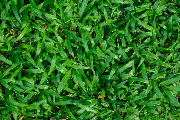 Full frame shot of plants growing on field