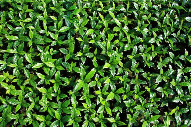 Foto fotografia completa delle piante che crescono sul campo