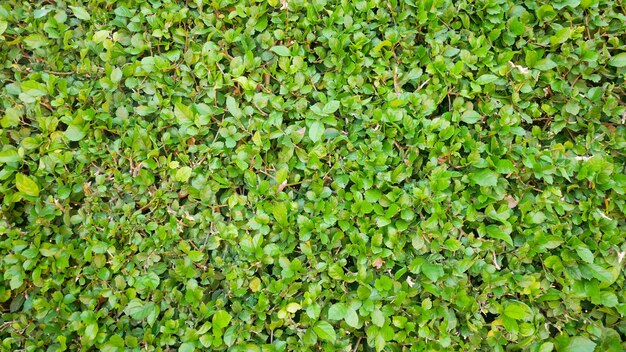 Full frame shot of plants growing on field