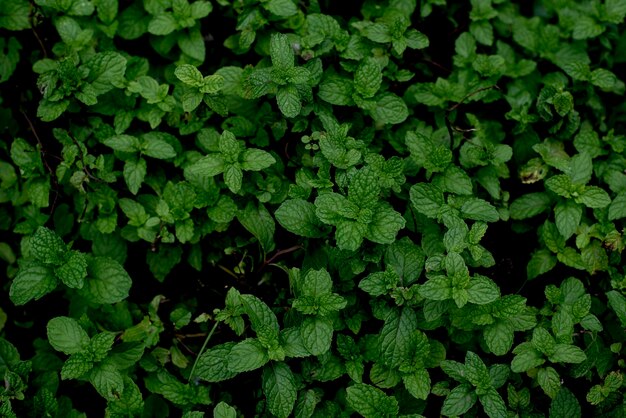 Full frame shot of plants growing on field