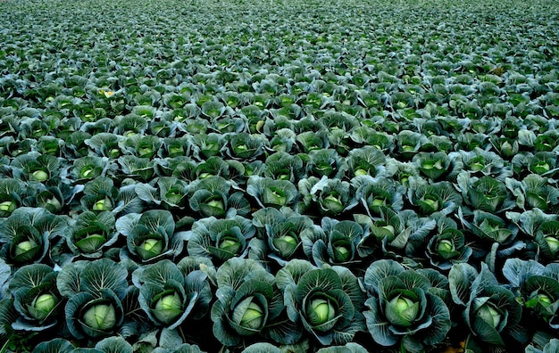 Full frame shot of plants growing on field
