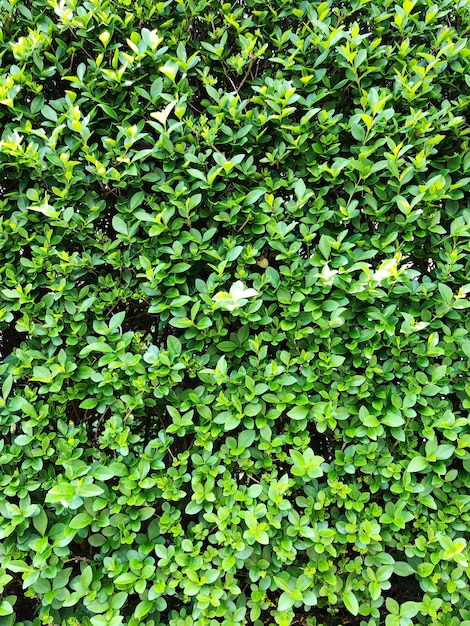 Full frame shot of plants growing on field