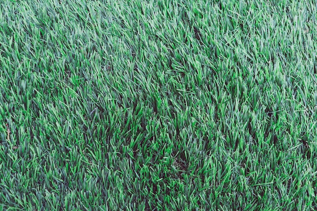 Full frame shot of plants growing on field