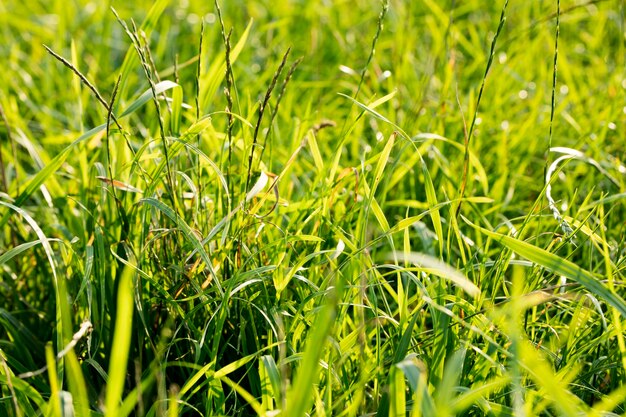 Foto fotografia completa delle piante che crescono sul campo