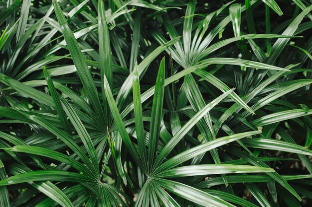 Photo full frame shot of plants growing on field