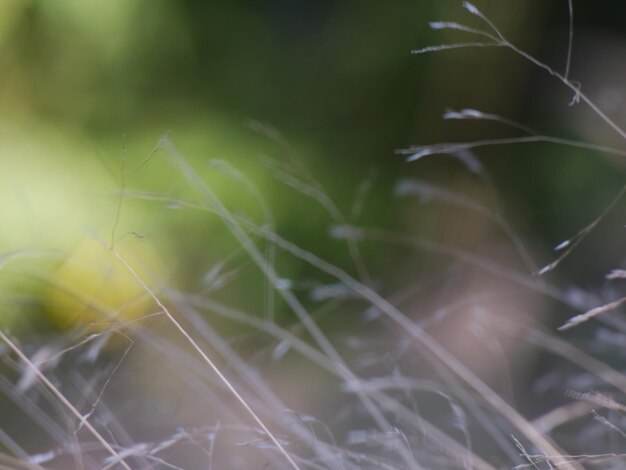 Full frame shot of plants growing on field