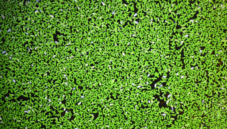 Photo full frame shot of plants growing on field