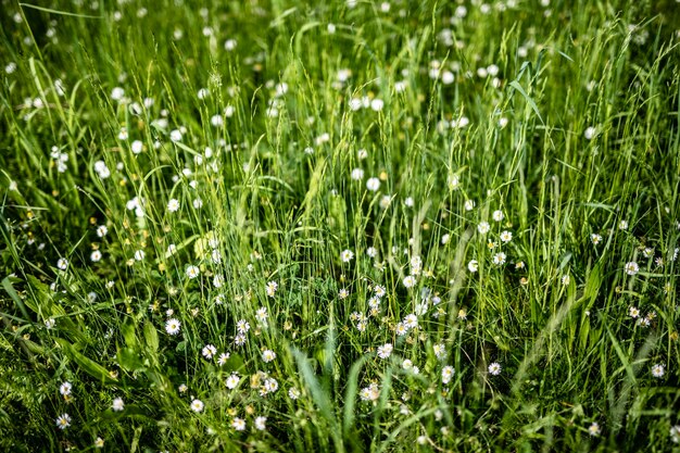 Full frame shot of plants growing on field