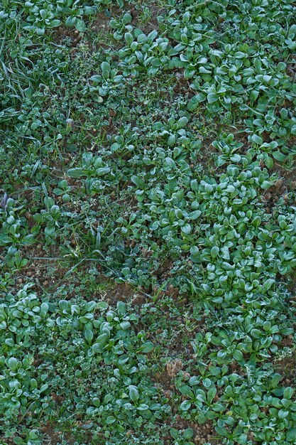 Foto immagine completa di piante che crescono sulla terraferma