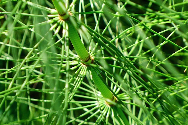 Full frame shot of plants growing outdoors