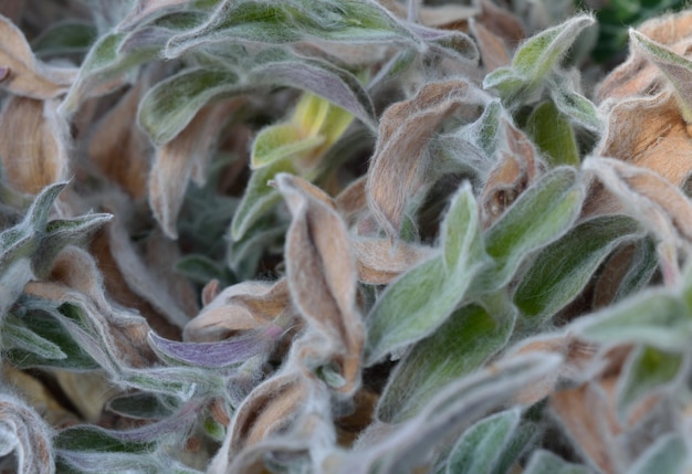 Photo full frame shot of plants growing outdoors