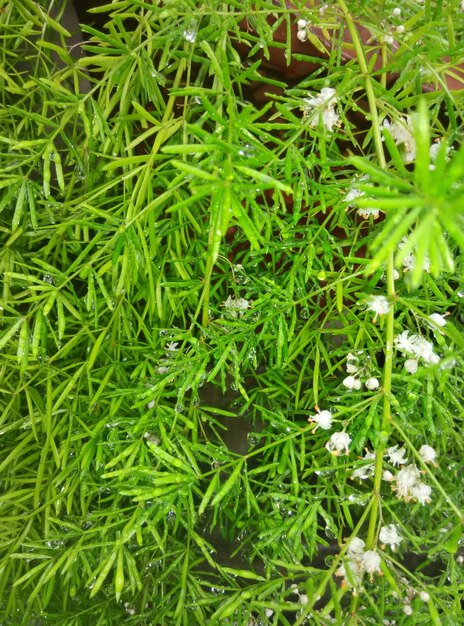 Full frame shot of plants growing outdoors