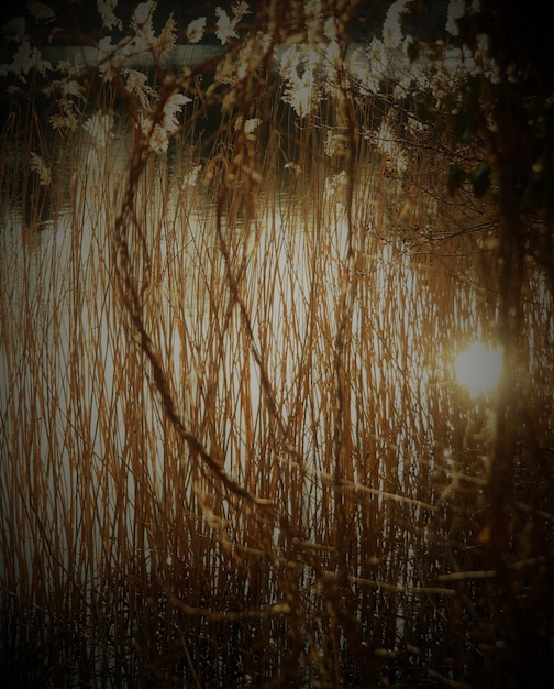 Photo full frame shot of plants in lake