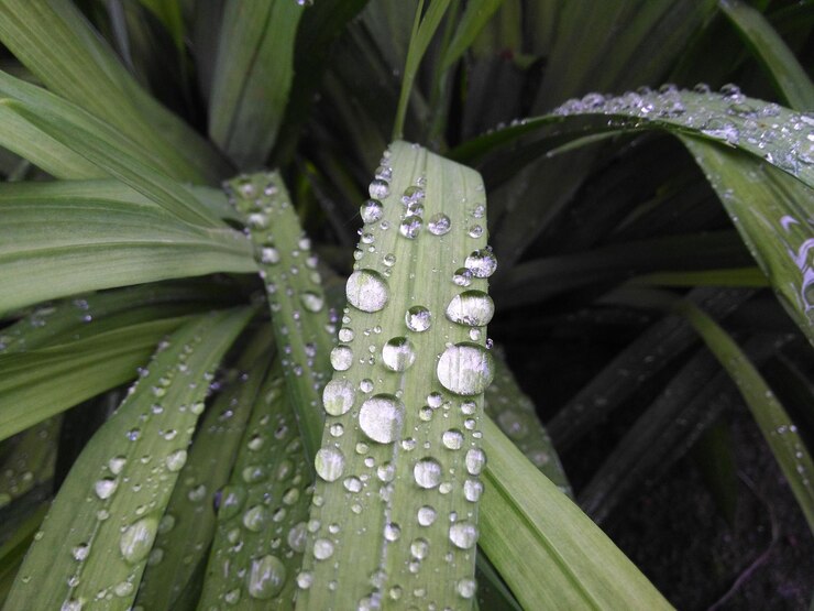 Photo full frame shot of plants during rainy season