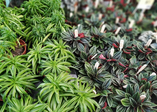 Full frame shot of plants