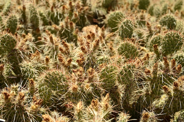 Full frame shot of plants