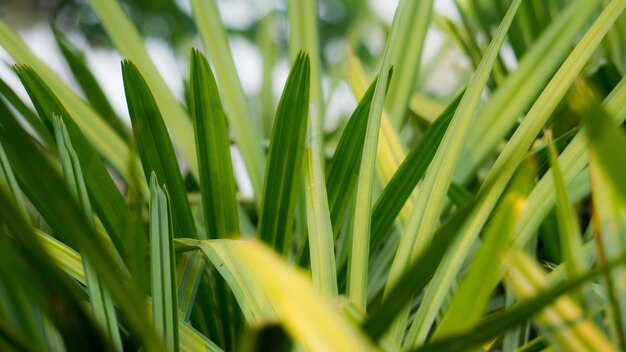 Photo full frame shot of plants