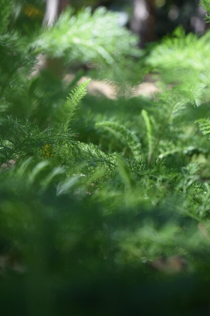 Full frame shot of plants