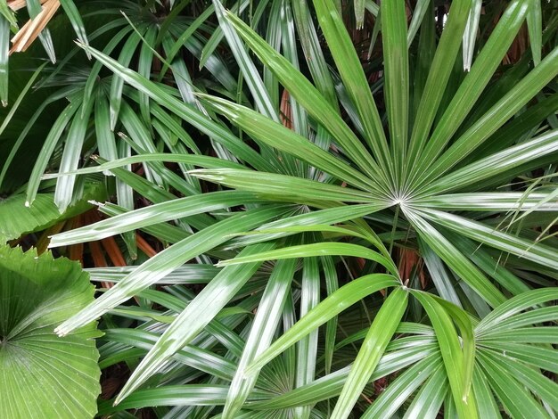 Full frame shot of plants