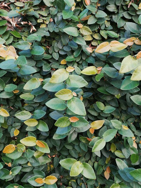 Photo full frame shot of plants