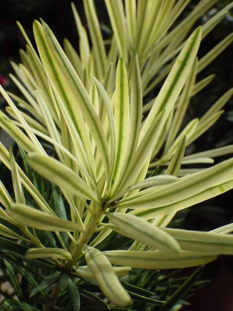 Photo full frame shot of plants