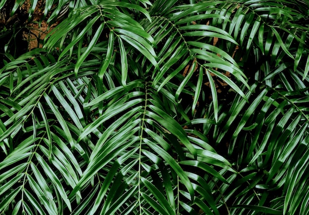 Photo full frame shot of plants