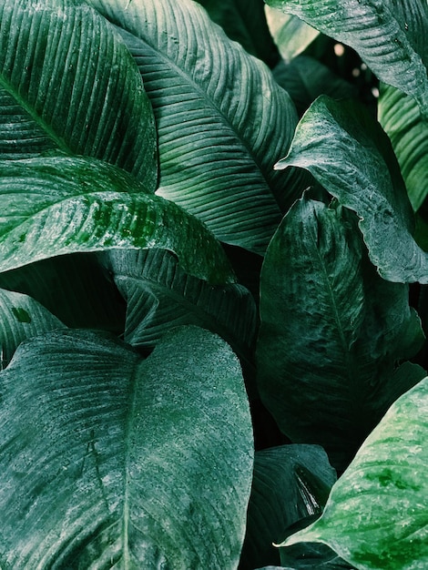 Full frame shot of plants