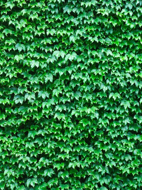 Full frame shot of plants