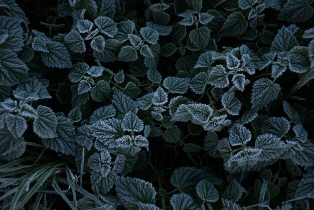 Photo full frame shot of plants