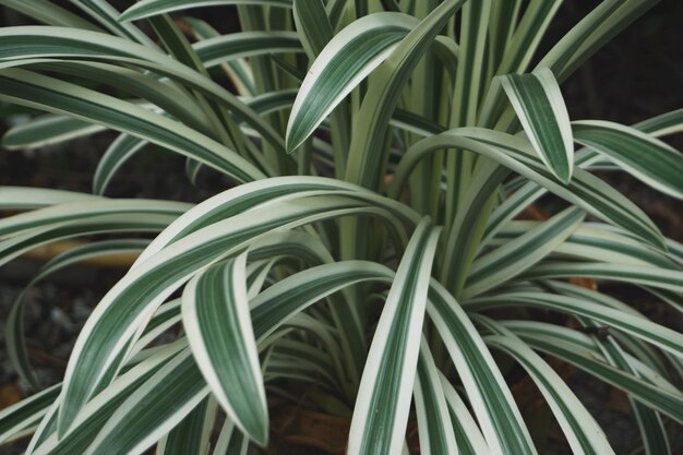 Photo full frame shot of plants