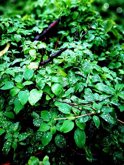 Full frame shot of plants