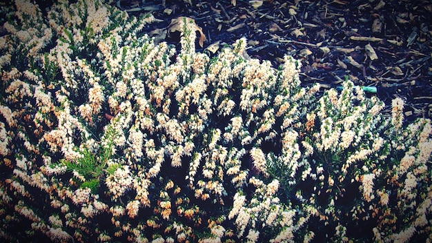 Photo full frame shot of plants