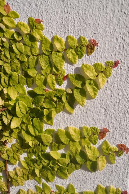 Full frame shot of plants