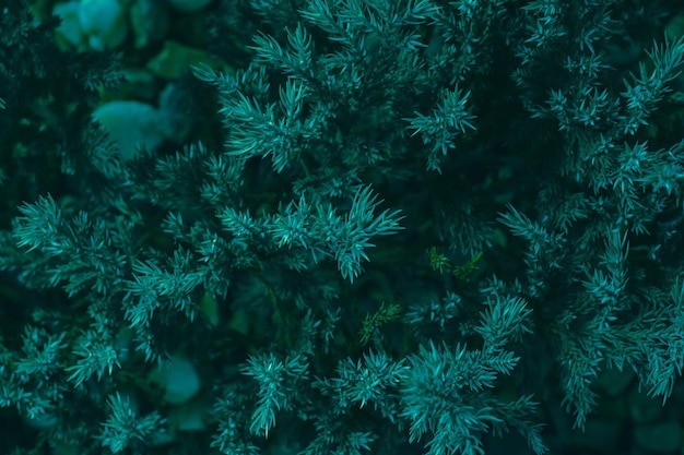 Photo full frame shot of plants