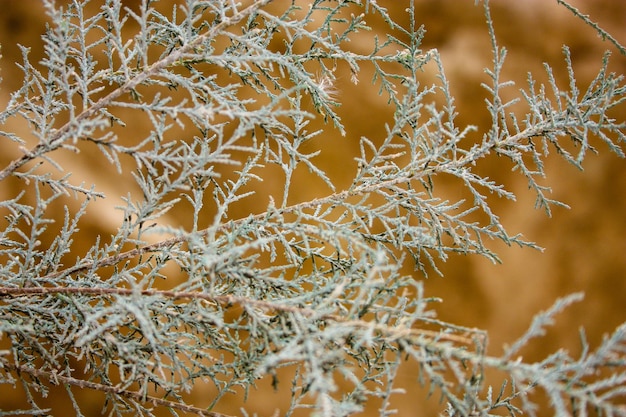 Photo full frame shot of plants