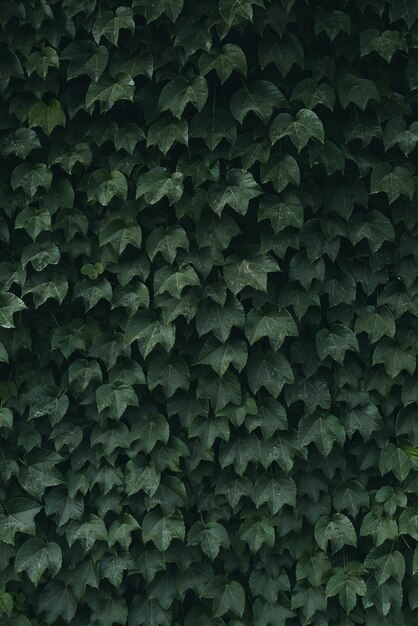 Full frame shot of plants