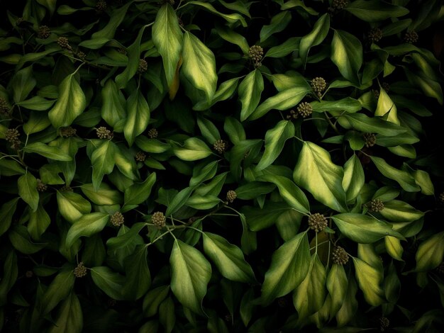 Photo full frame shot of plants