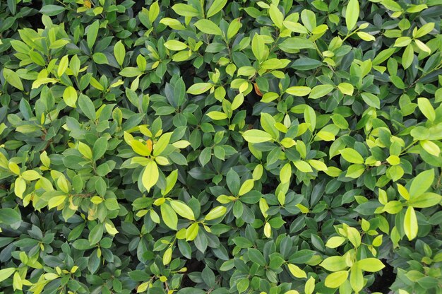 Full frame shot of plants