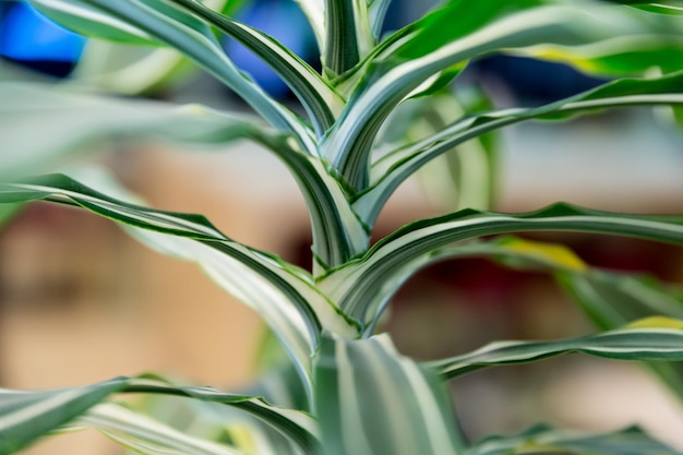 Photo full frame shot of plants