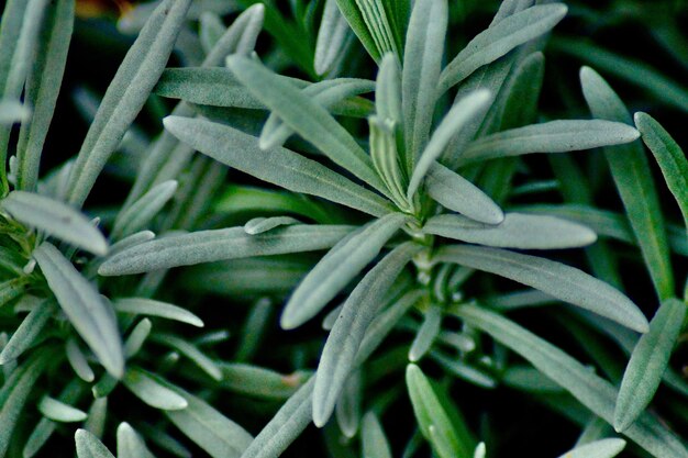 Photo full frame shot of plants