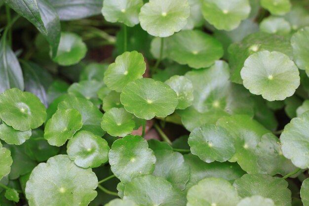 Full frame shot of plants