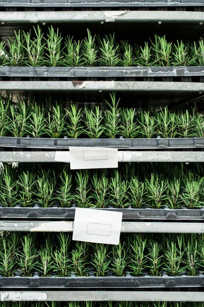 Full frame shot of plants