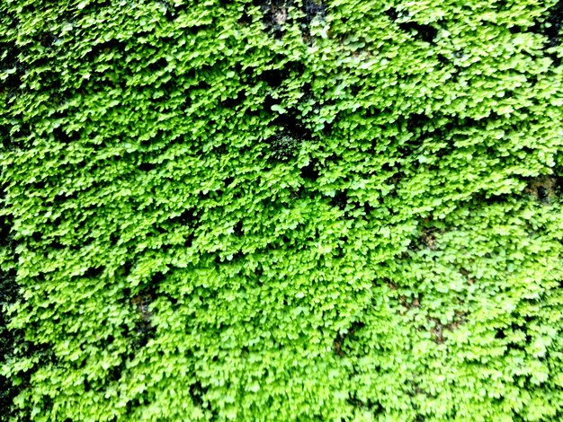 Full frame shot of plants