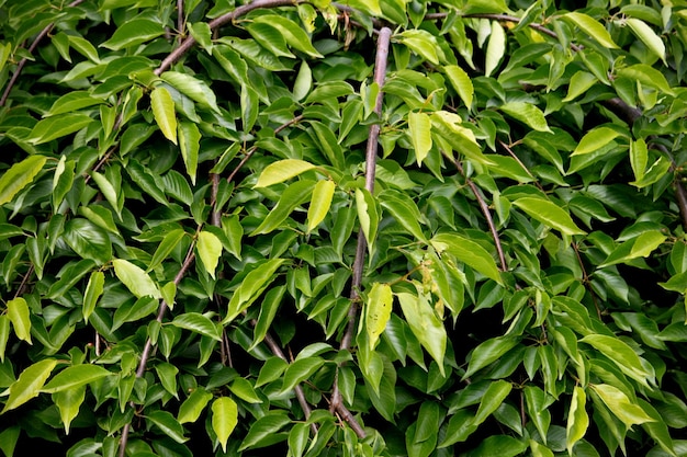 Photo full frame shot of plants