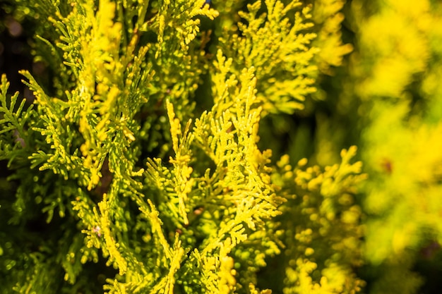 Photo full frame shot of plants